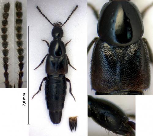 Réf. 292 256 : Philonthus sp.